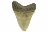 Serrated, Fossil Megalodon Tooth - North Carolina #298931-1